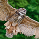 Illustration for article titled Owl Wings Are Helping Silence Airplanes, Fans, and Wind Turbines